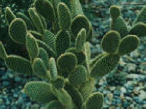 Cactus Extract